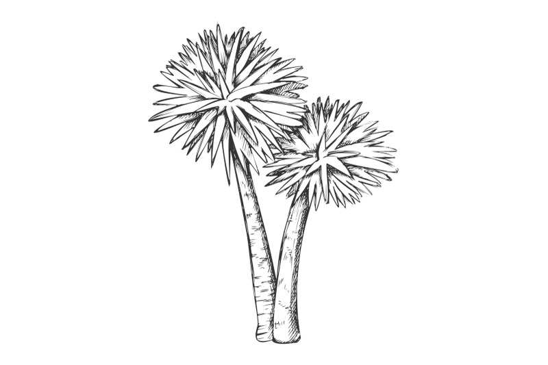 sabal-palm-exotic-tropical-trees-monochrome-vector