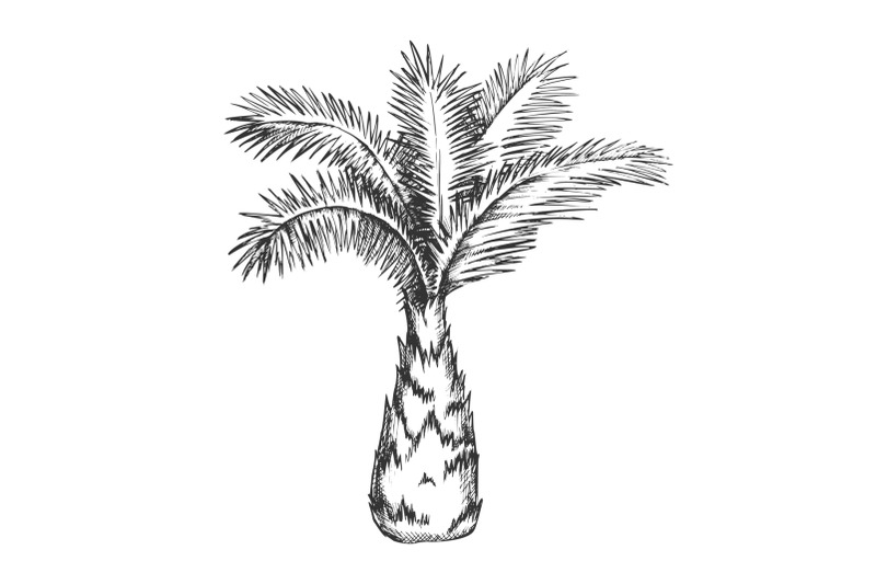 palm-tree-sabal-minor-miami-palmetto-ink-vector