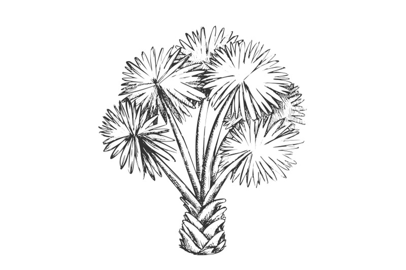 palm-leaf-tree-texas-palmetto-monochrome-vector