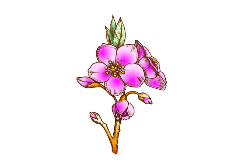 sakura-flower-branch-cherry-blossom-color-vector