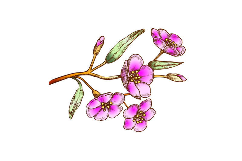 sakura-flower-branch-tree-element-color-vector