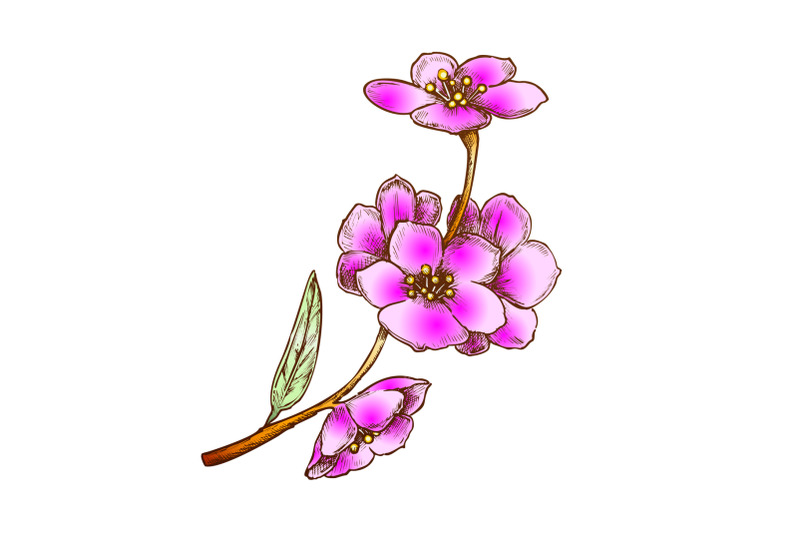 sakura-national-china-blooming-tree-color-vector