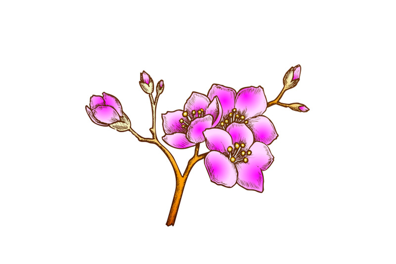 sakura-national-china-blossom-tree-color-vector