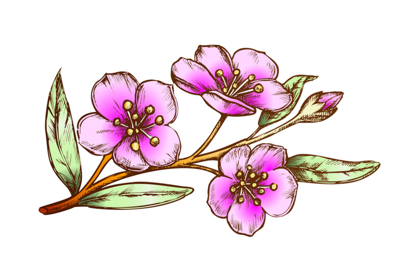 sakura-oriental-fruit-garden-tree-color-vector