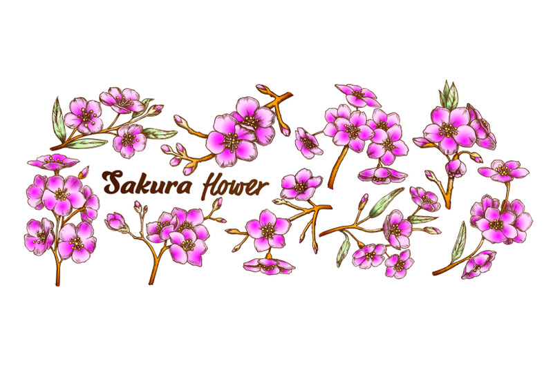 sakura-collection-tree-branches-set-color-vector