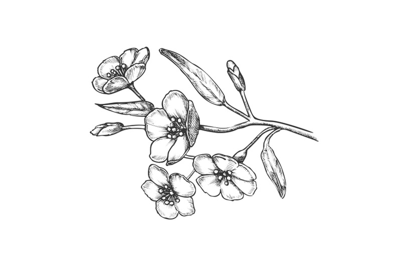sakura-flower-branch-tree-element-retro-vector