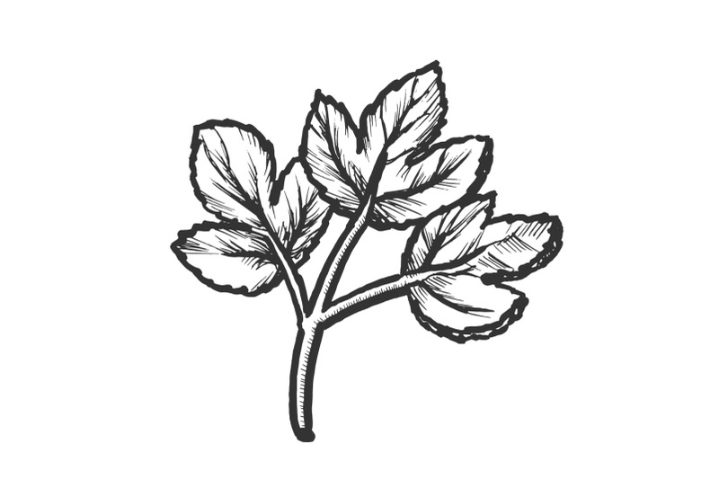 parsley-sprig-fresh-spice-for-nutrition-ink-vector