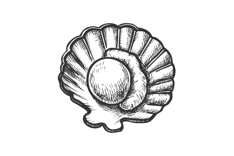 scallop-meat-in-shell-seafood-monochrome-vector