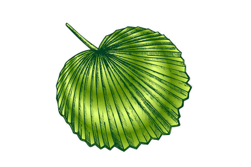 licuala-grandis-tropical-exotic-leaf-color-retro-vector