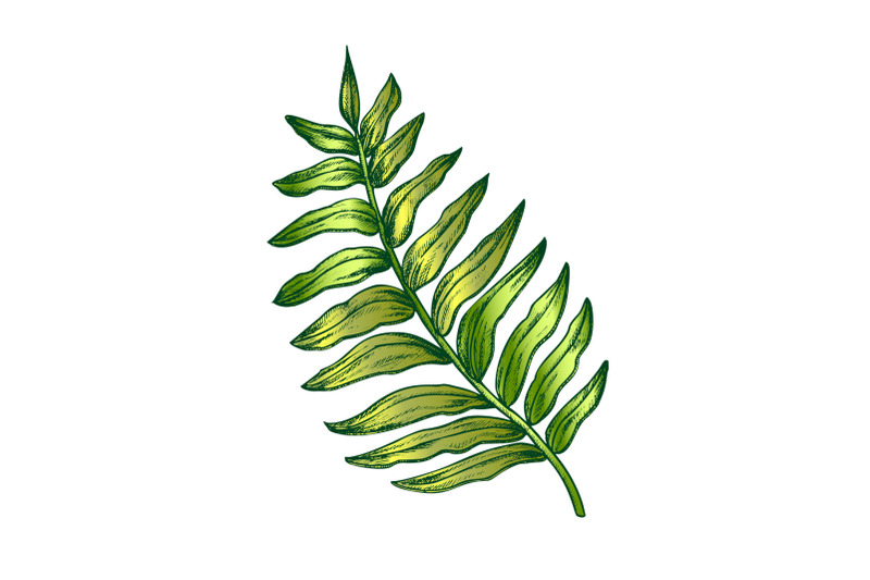 areca-palm-tropical-exotic-leaf-color-hand-drawn-vector