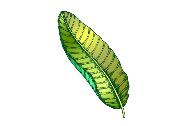 banana-tropical-exotic-leaf-color-hand-drawn-vector