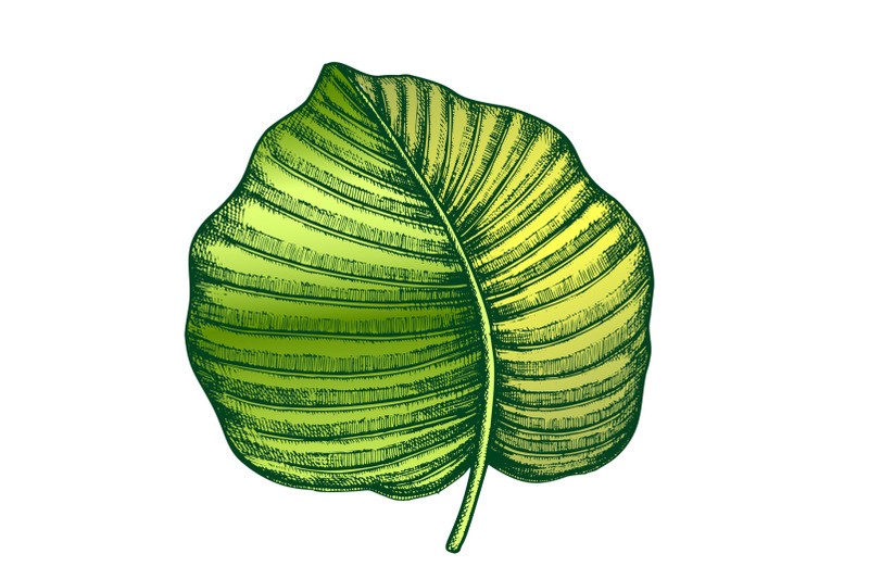 anthurium-regale-tropical-leaf-color-hand-drawn-vector