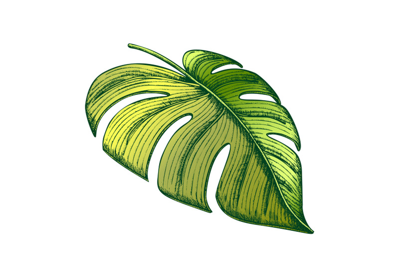 monstera-tropical-exotic-leaf-color-hand-drawn-vector
