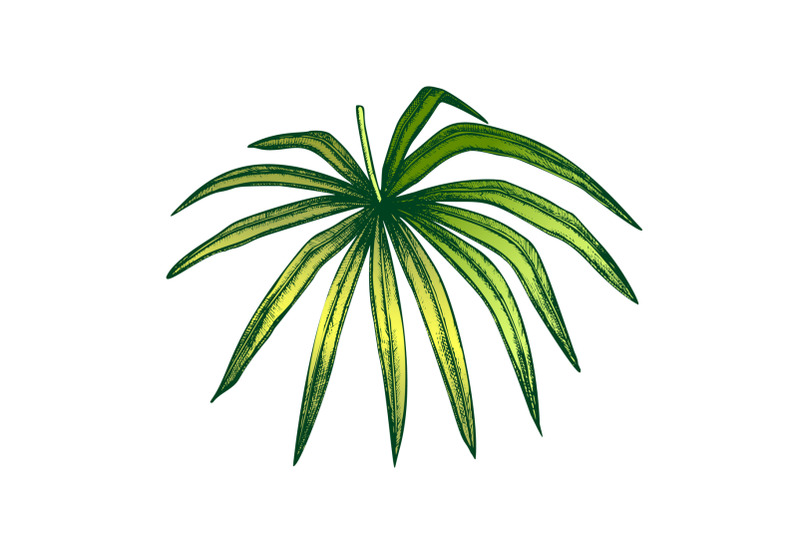 thrinax-radiata-exotic-leaf-color-hand-drawn-vector