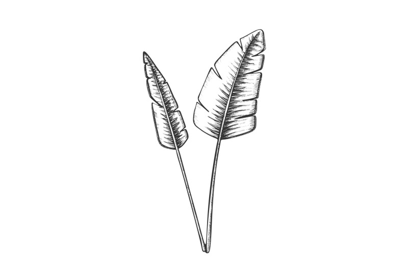 tropical-exotic-bush-leaves-hand-drawn-vector