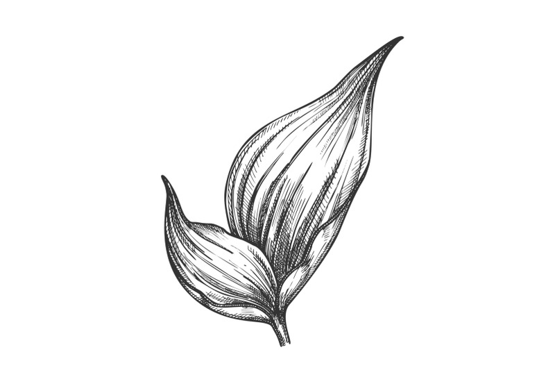 rhapis-robusta-tropical-leaf-hand-drawn-vector