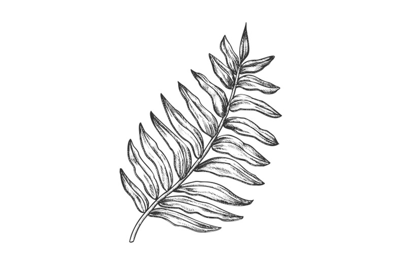 areca-palm-tropical-exotic-leaf-hand-drawn-vector