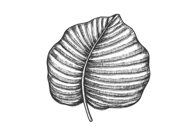 anthurium-regale-tropical-leaf-hand-drawn-vector