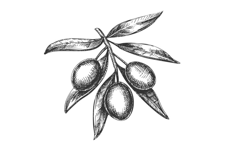 agricultural-fresh-olive-tree-branch-ink-vector