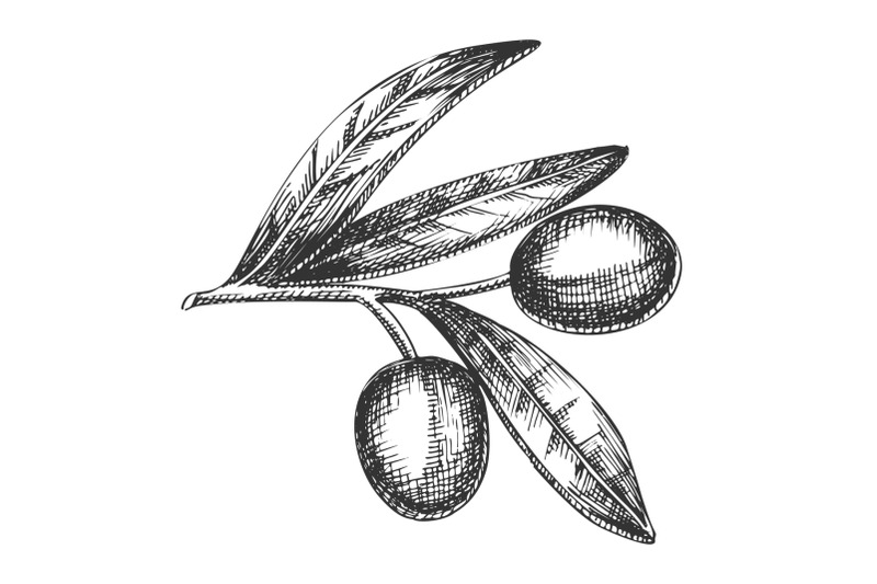 agricultural-item-olive-branch-vintage-vector