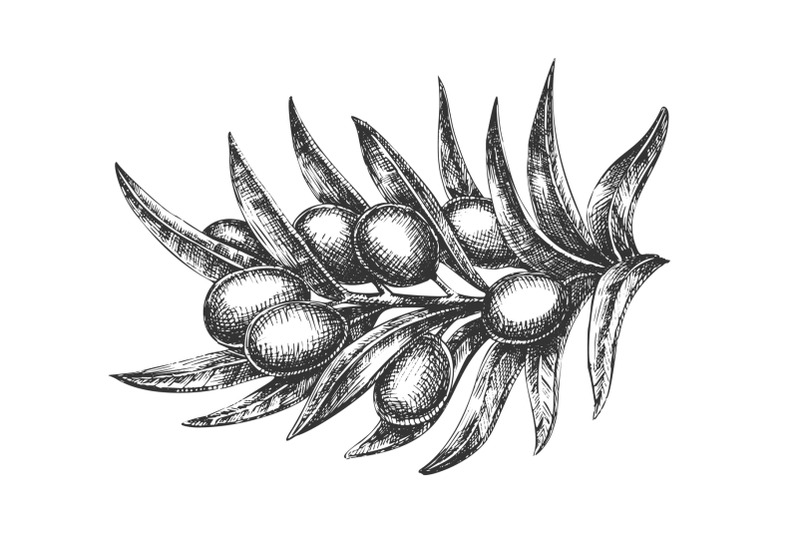 organic-natural-olive-branch-hand-drawn-vector