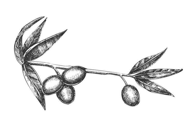 cosmetic-ingredient-olive-branch-vintage-vector