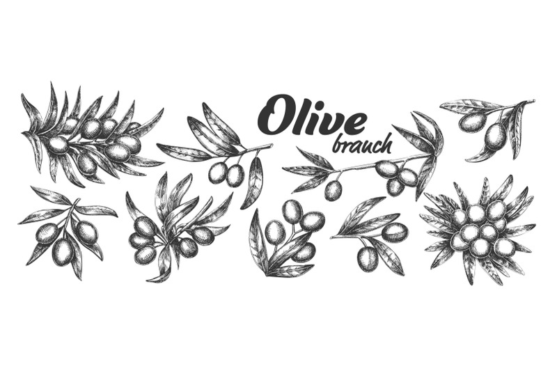 assortment-different-olive-branch-set-ink-vector