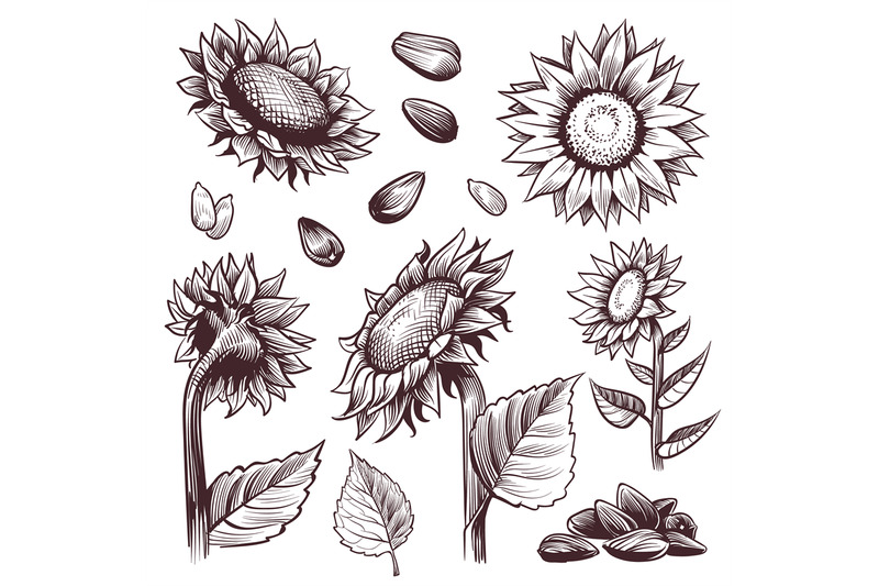 sketch-sunflowers-monochrome-floral-wildflower-design-sunflower-seed