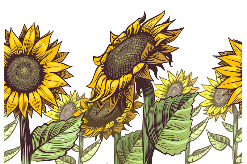 sunflowers-seamless-border-yellow-wildflower-sun-shaped-and-leaves-f