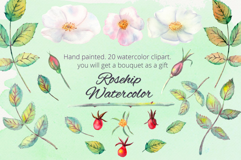 rosehip-watercolor-clipart