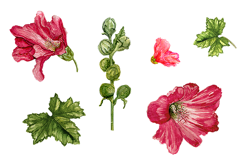 watercolor-mallow-flowers