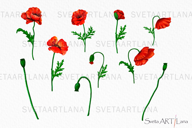 poppy-clipart-red-flower-and-bee-bouquet-of-poppy