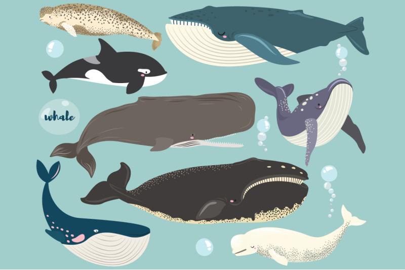 whale-collections-set