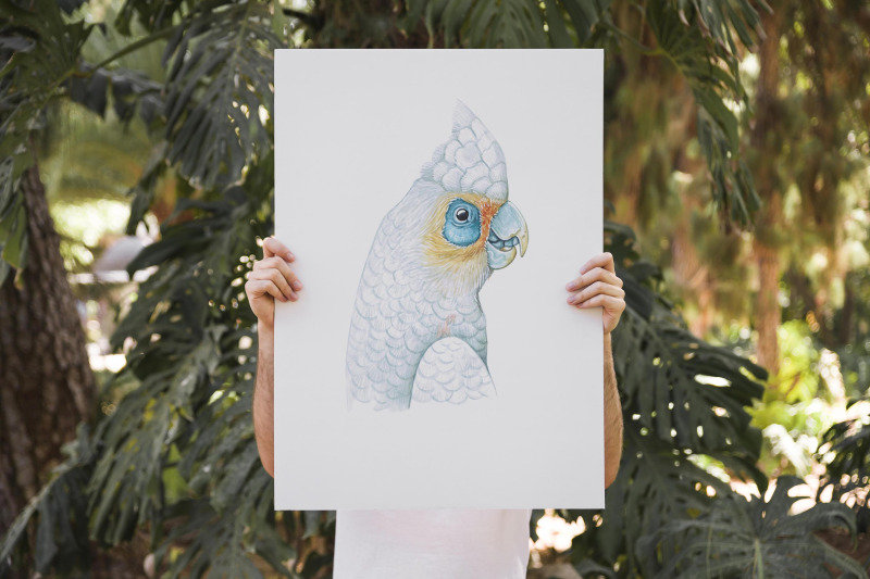 parrots-watercolor-set-illustrations-parrot-9-birds