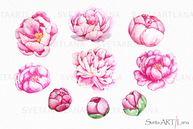 peonies-watercolor-flowers-clipart