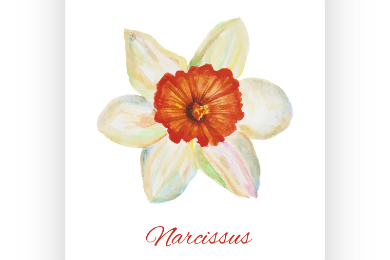 narcissus-watercolor-painting-on-white-background