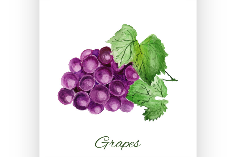 grapes-watercolor-painting-on-white-background