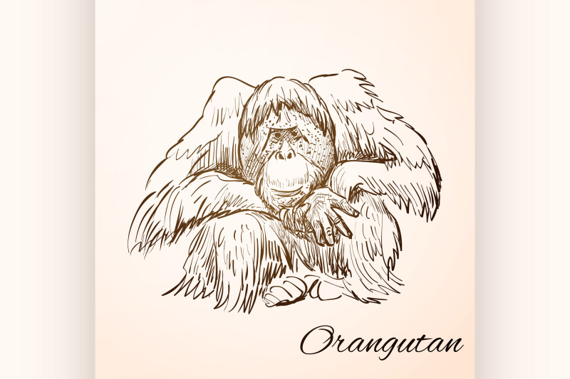 doodle-orangutan