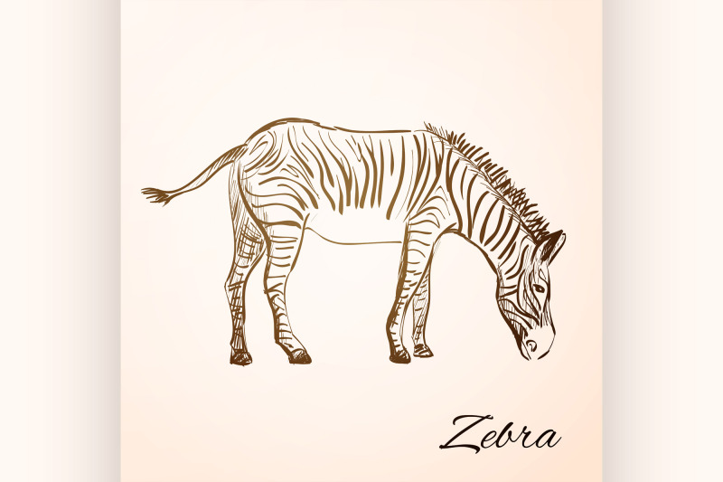 doodle-zebra