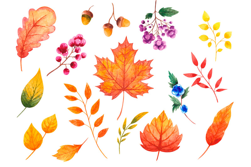 fall-clipart-watercolor-autumn-clipart-leaves-and-berries-thanksgiving