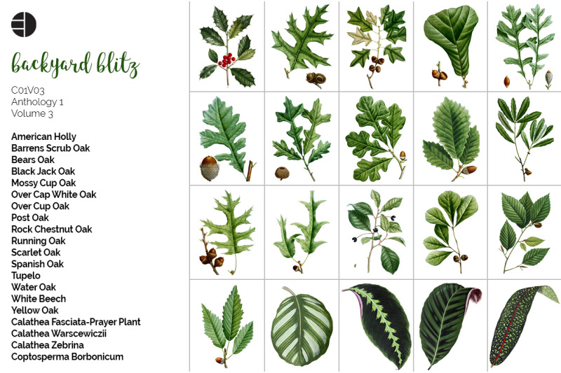 leaves-clipart-bundle