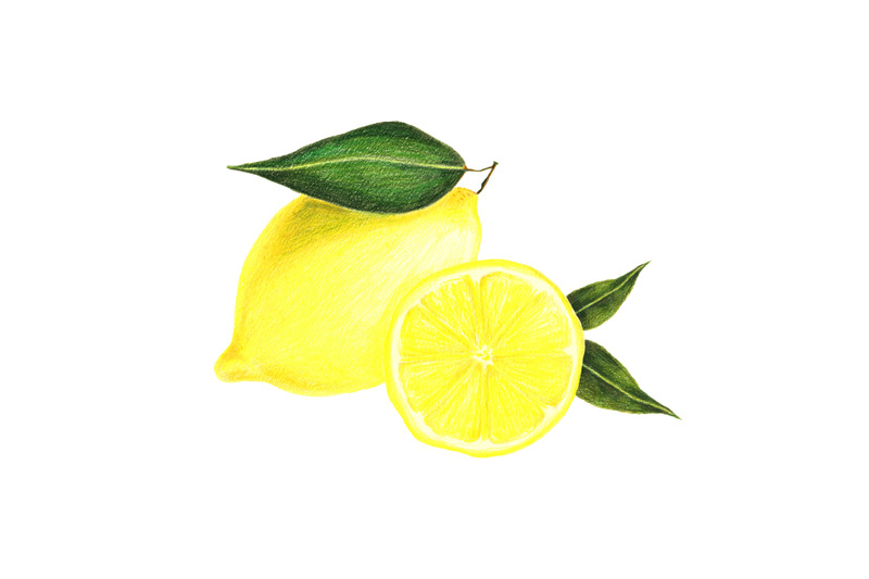 lemons-composition-hand-drawn-food-botanical-illustration