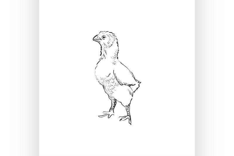 doodle-chicken