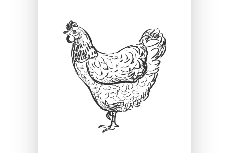 doodle-hen