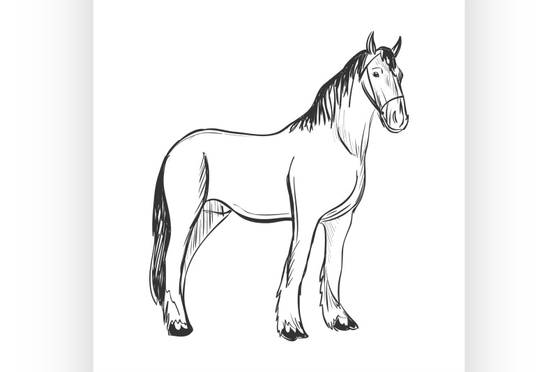 doodle-horse