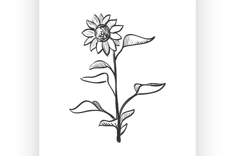 doodle-sunflower