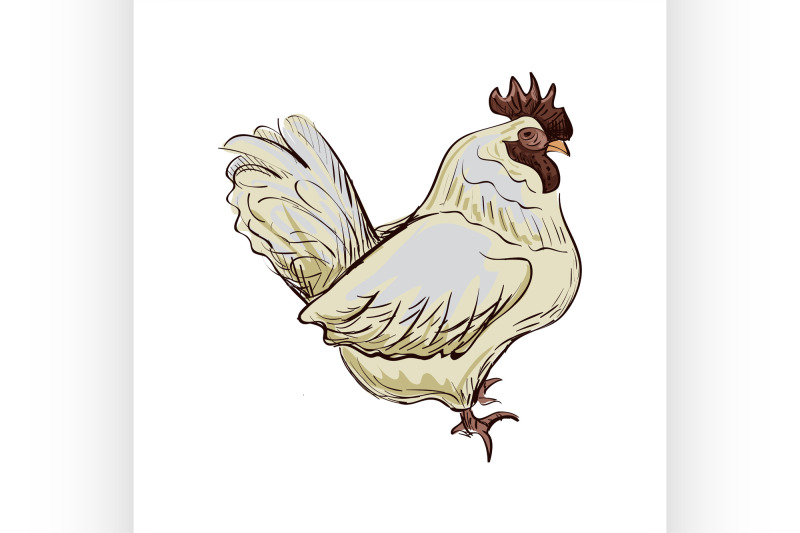 doodle-bantam