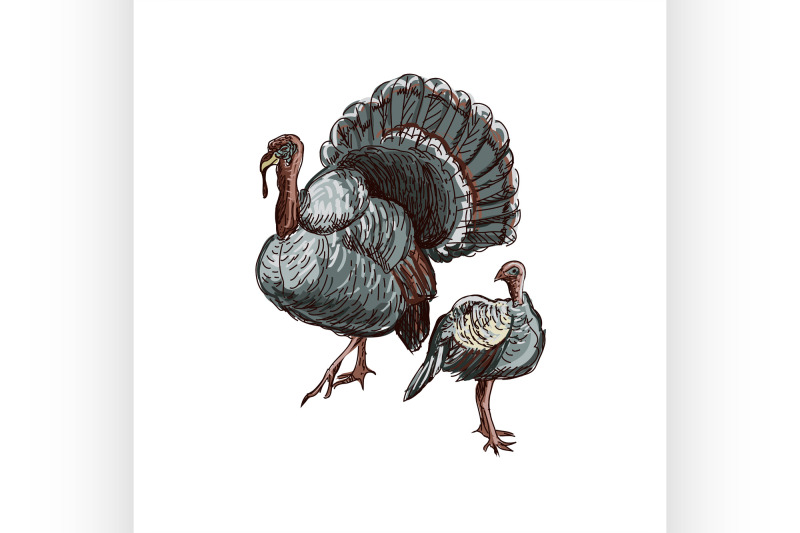 doodle-turkey