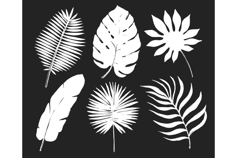 tropical-plant-in-black-background