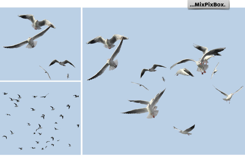 seagulls-photo-overlays